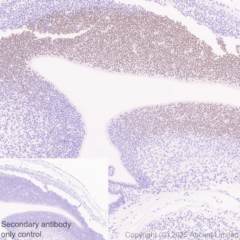 Immunohistochemistry (Formalin/PFA-fixed paraffin-embedded sections) - Anti-SALL1 antibody [EPR28911-52] - BSA and Azide free (AB325099)