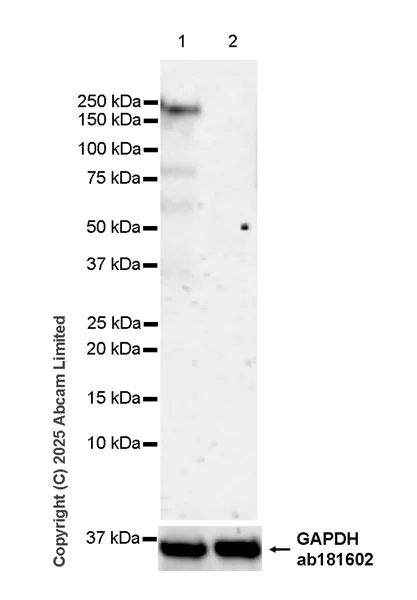 Western blot - Anti-SALL1 antibody [EPR28911-52] - BSA and Azide free (AB325099)