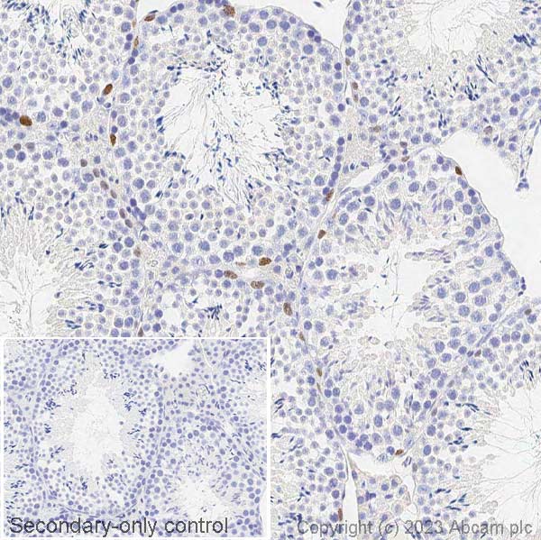 Immunohistochemistry (Formalin/PFA-fixed paraffin-embedded sections) - Anti-Sall4 antibody (ab29112), expandable thumbnail