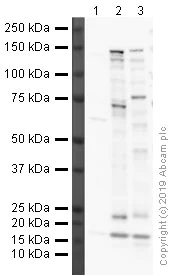 Western blot - Anti-Sall4 antibody (AB29112)
