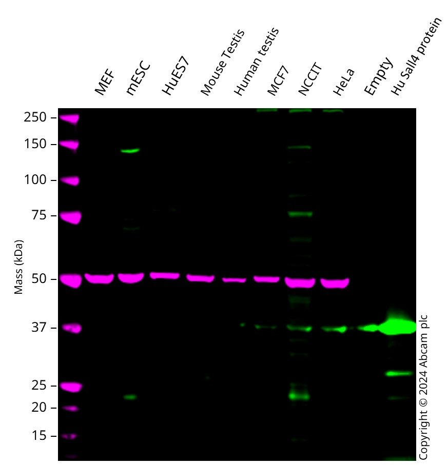 Western blot - Anti-Sall4 antibody (ab29112), expandable thumbnail