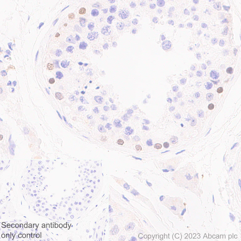 Immunohistochemistry (Formalin/PFA-fixed paraffin-embedded sections) - Anti-Sall4 antibody [RM1097] - BSA and Azide free (AB315177)