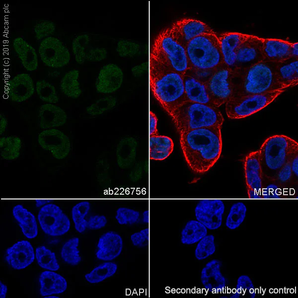 Immunocytochemistry/ Immunofluorescence - Anti-Sall4 antibody [SP289] (AB226756)