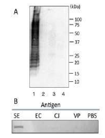 Western blot - Anti-Salmonella LPS antibody [se-01] (AB243104), expandable thumbnail