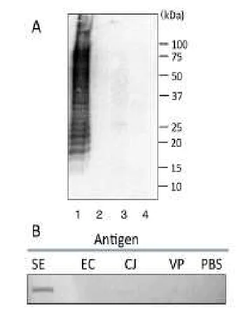 Western blot - Anti-Salmonella LPS antibody [se-01] (AB243104)