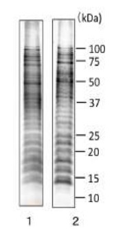 Western blot - Anti-Salmonella LPS antibody [se-01] (AB243104), expandable thumbnail