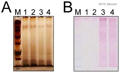 Western blot - Anti-Salmonella typhimurium LPS antibody [1E6] (AB8274), expandable thumbnail