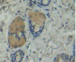Immunohistochemistry (Formalin/PFA-fixed paraffin-embedded sections) - Anti-Salusin alpha antibody (AB232928), expandable thumbnail