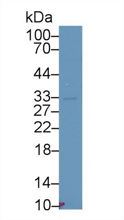 Western blot - Anti-Salusin alpha antibody (ab232928), expandable thumbnail