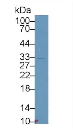 Western blot - Anti-Salusin alpha antibody (AB232928)