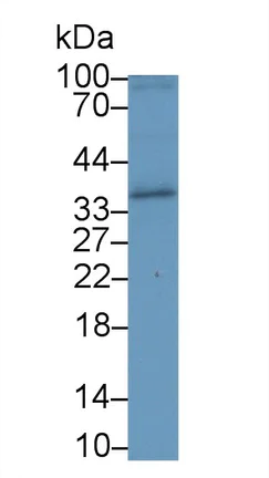 Western blot - Anti-Salusin alpha antibody (AB232928)