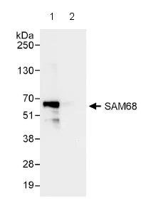 Immunoprecipitation - Anti-SAM68 antibody (AB86239)