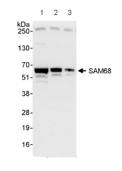 Western blot - Anti-SAM68 antibody (AB86239)