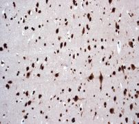 Anti-SAM68 antibody [EPR3231]