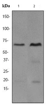 Western blot - Anti-SAM68 antibody [EPR3231] (AB76471)