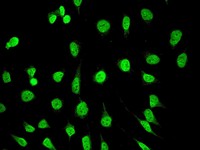 Immunocytochemistry/ Immunofluorescence - Anti-SAM68 antibody [EPR3232] (AB109197), expandable thumbnail