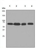 Western blot - Anti-SAM68 antibody [EPR3232] (AB109197), expandable thumbnail