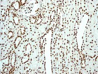 Immunohistochemistry (Formalin/PFA-fixed paraffin-embedded sections) - Anti-SAM68 antibody [EPR3232] - BSA and Azide free (AB247790)