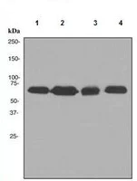 Western blot - Anti-SAM68 antibody [EPR3232] - BSA and Azide free (AB247790)