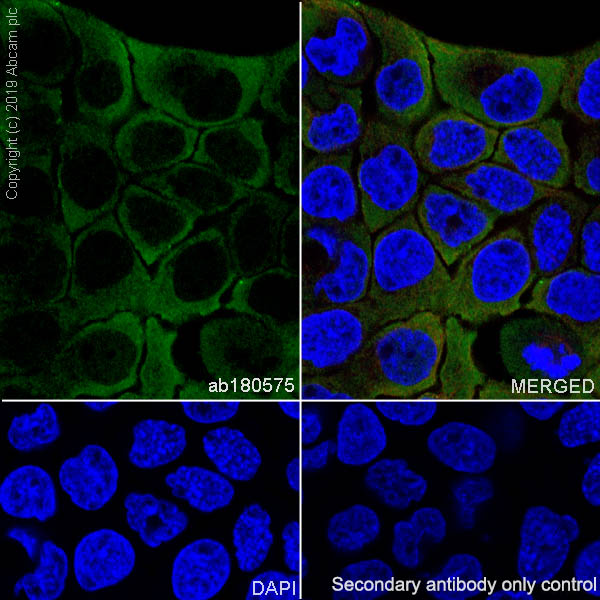 Immunocytochemistry/ Immunofluorescence - Anti-SAMD9 antibody [EPR13603] (AB180575), expandable thumbnail