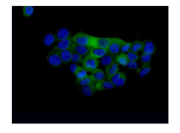 Immunocytochemistry/ Immunofluorescence - Anti-SAMD9 antibody [EPR13603] (ab180575), expandable thumbnail