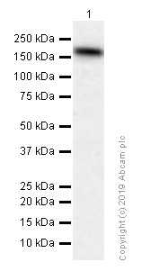 Western blot - Anti-SAMD9 antibody [EPR13603] (AB180575), expandable thumbnail