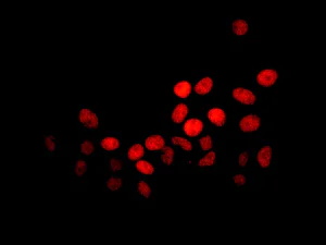 Immunocytochemistry/ Immunofluorescence - Anti-SAMHD1 antibody [EPR13040(B)] - BSA and Azide free (AB240199)