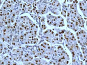 Immunohistochemistry (Formalin/PFA-fixed paraffin-embedded sections) - Anti-SAMHD1 antibody [EPR13040(B)] - BSA and Azide free (AB240199)