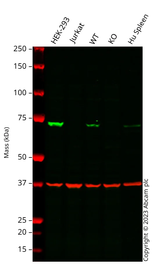 Western blot - Anti-SAMHD1 antibody [EPR13040(B)] - BSA and Azide free (AB240199)