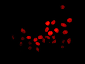 Immunocytochemistry/ Immunofluorescence - Anti-SAMHD1 antibody [EPR13040(B)] - C-terminal (AB177462)