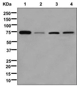 Western blot - Anti-SAMHD1 antibody [EPR13040(B)] - C-terminal (AB177462)