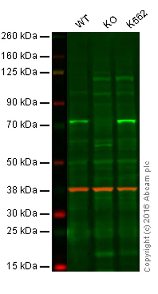 Western blot - Anti-SAMHD1 antibody [EPR13040(B)] - C-terminal (AB177462)