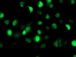 Immunocytochemistry/ Immunofluorescence - Anti-SAMHD1 antibody [OTI1A1] (AB128107)