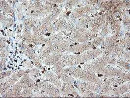 Immunohistochemistry (Formalin/PFA-fixed paraffin-embedded sections) - Anti-SAMHD1 antibody [OTI1A1] (AB128107)