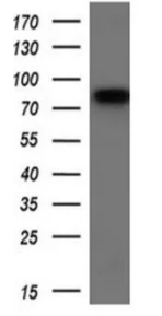 Western blot - Anti-SAMHD1 antibody [OTI1A1] (AB128107)