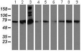 Western blot - Anti-SAMHD1 antibody [OTI1A1] (AB128107)