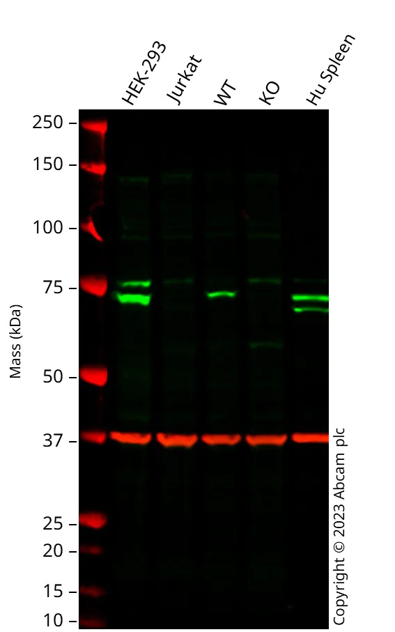 Western blot - Anti-SAMHD1 antibody [OTI1A1] (AB128107)
