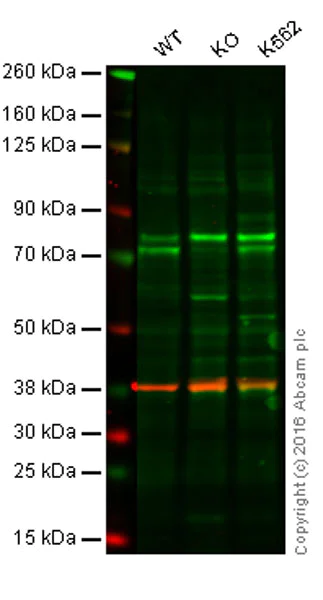 Western blot - Anti-SAMHD1 antibody [OTI1A1] (AB128107)