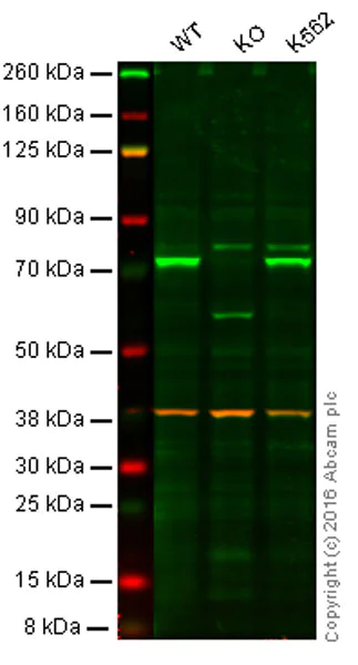 Western blot - Anti-SAMHD1 antibody [OTI1F9] (AB117908)