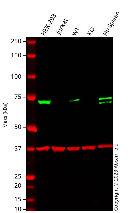 Western blot - Anti-SAMHD1 antibody [OTI1F9] (AB117908)