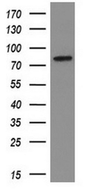 Western blot - Anti-SAMHD1 antibody [OTI1F9] (AB117908), expandable thumbnail