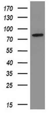 Western blot - Anti-SAMHD1 antibody [OTI1F9] (AB117908)