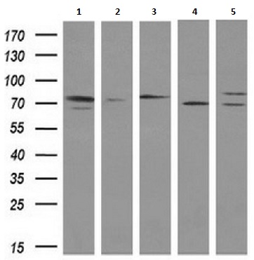 Western blot - Anti-SAMHD1 antibody [OTI1F9] (AB117908), expandable thumbnail