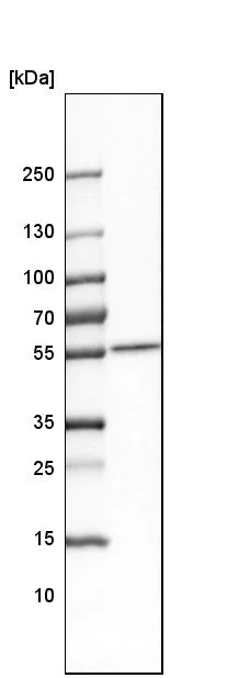 Western blot - Anti-SAMM50/SAM50 antibody (AB246987)