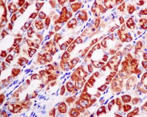 Immunohistochemistry (Formalin/PFA-fixed paraffin-embedded sections) - Anti-SAMM50/SAM50 antibody [EPR8717] (AB167430)