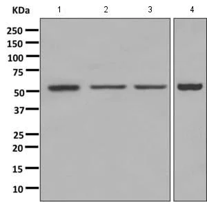 Western blot - Anti-SAMM50/SAM50 antibody [EPR8717] - BSA and Azide free (AB249440)