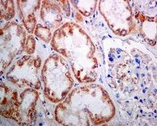 Immunohistochemistry (Formalin/PFA-fixed paraffin-embedded sections) - Anti-SAMM50/SAM50 antibody [EPR8718] (AB133709), expandable thumbnail