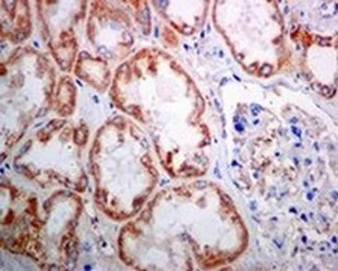 Immunohistochemistry (Formalin/PFA-fixed paraffin-embedded sections) - Anti-SAMM50/SAM50 antibody [EPR8718] (AB133709)