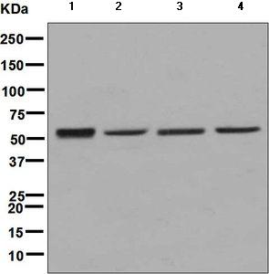 Western blot - Anti-SAMM50/SAM50 antibody [EPR8718] (AB133709), expandable thumbnail