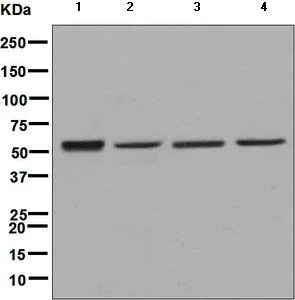 Western blot - Anti-SAMM50/SAM50 antibody [EPR8718] - BSA and Azide free (AB248626)